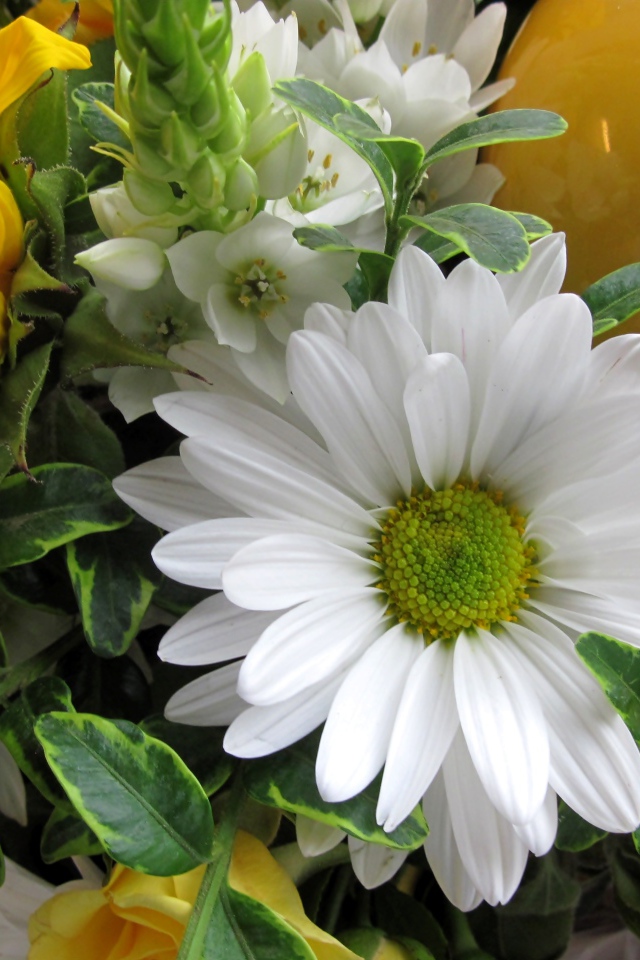 Цветы подсолнуха с белыми цветами хризантемы 