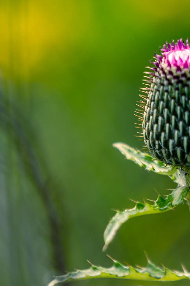 Нераспустившийся цветок чертополоха на зеленом фоне