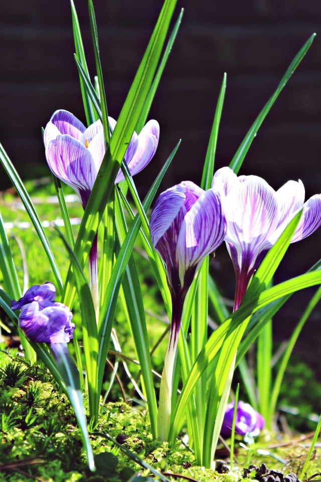 Первые весенние цветы крокусы в лучах солнца