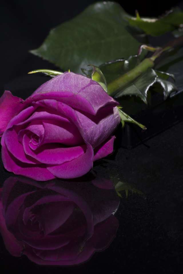 Розовая роза отражается в черной поверхности