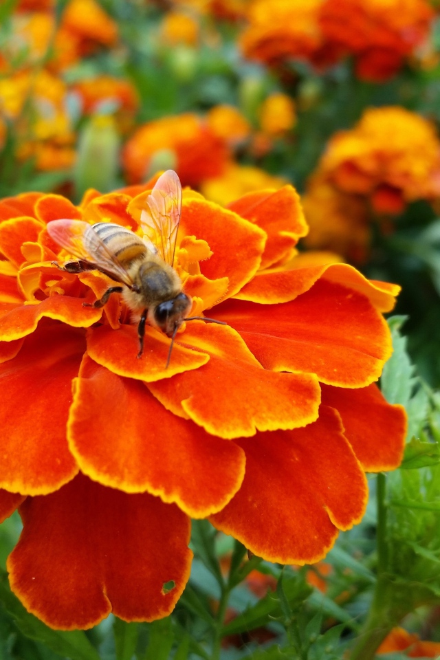 Оса сидит на красивом оранжевом цветке бархатца