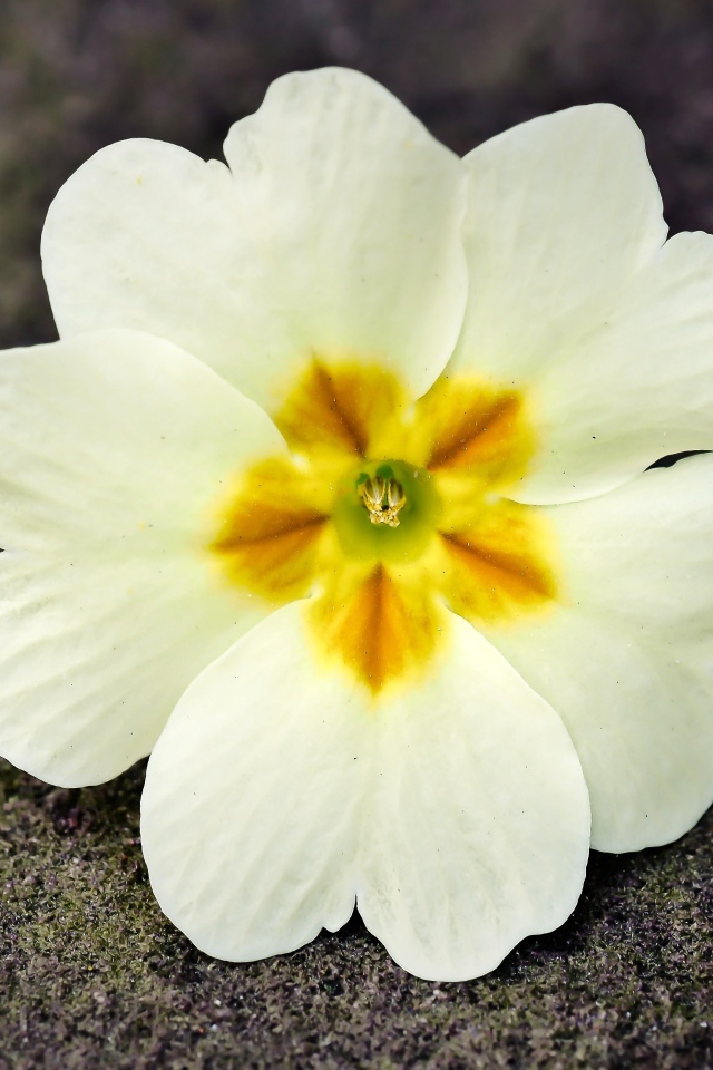 Белый цветок примулы лежит на земле