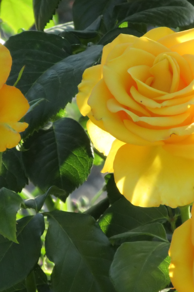 Три красивые нежные желтые розы на клумбе 