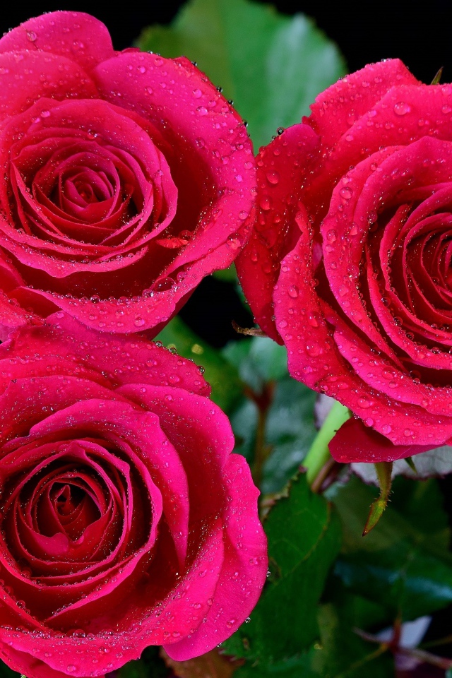 Три красивых розовых розы в каплях воды