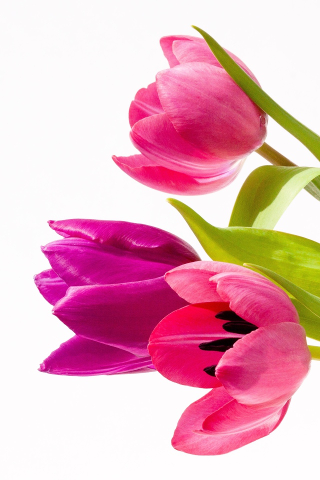 Три нежных розовых тюльпана на белом фоне