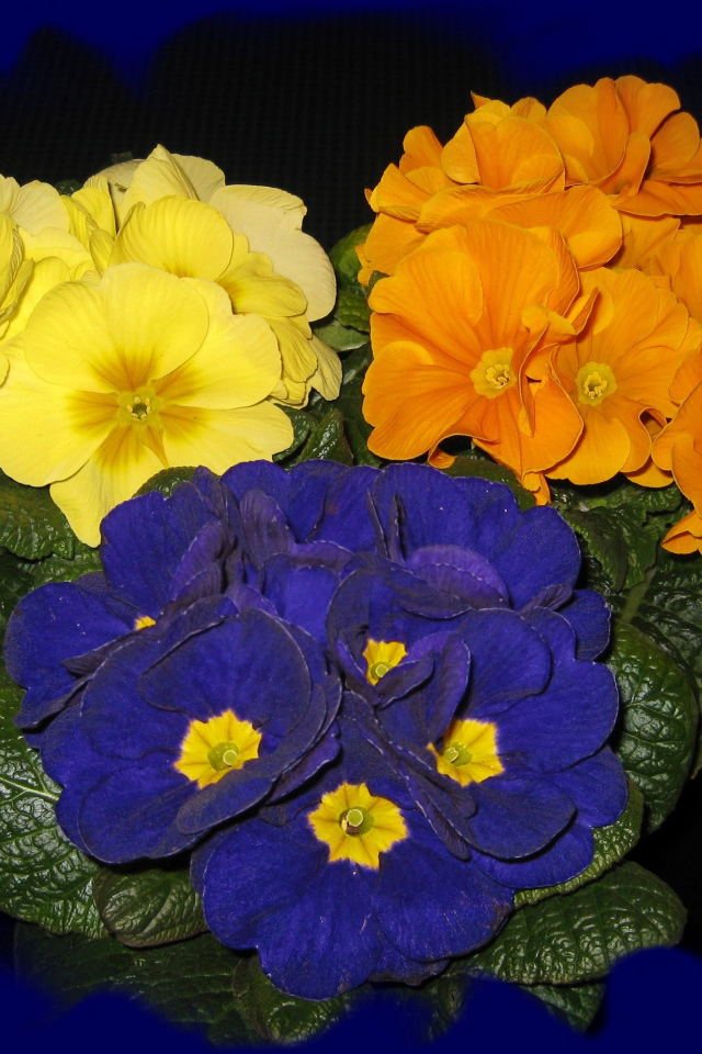 Три разноцветных комнатных цветка примула на синем фоне