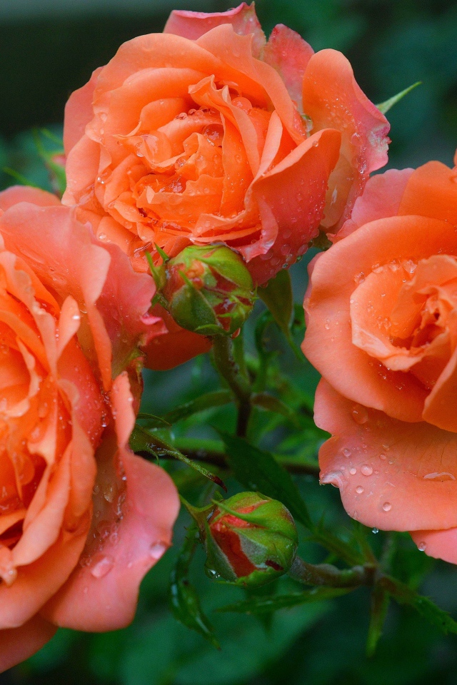 Три оранжевые розы с бутонами в каплях росы