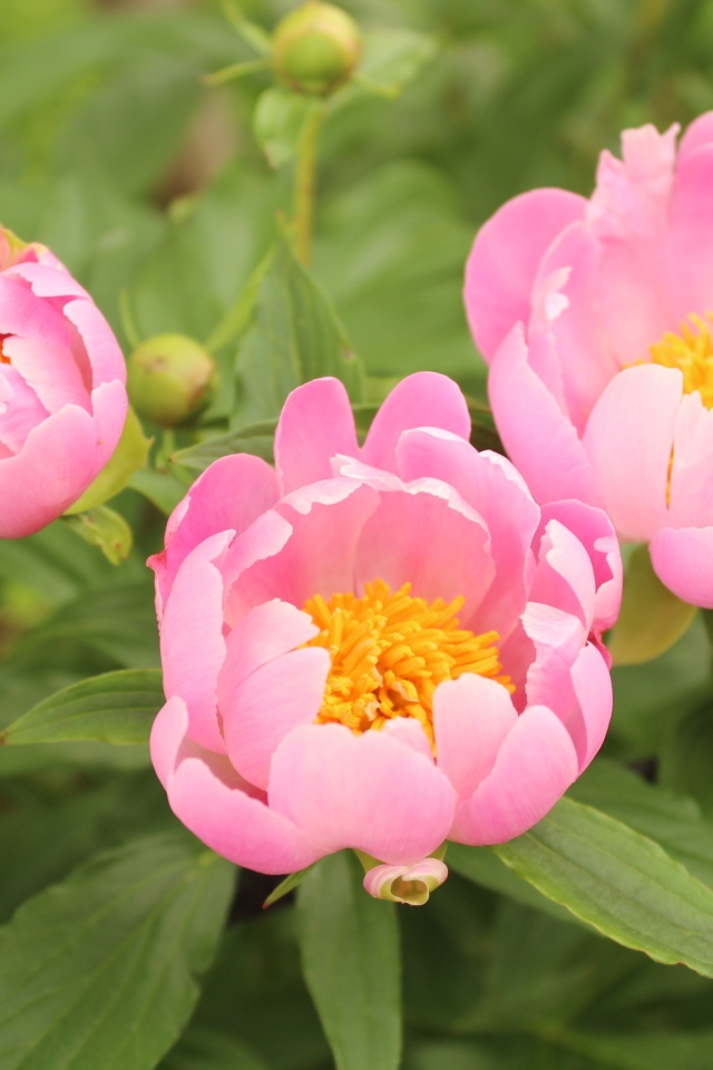 Три розовых цветка пиона