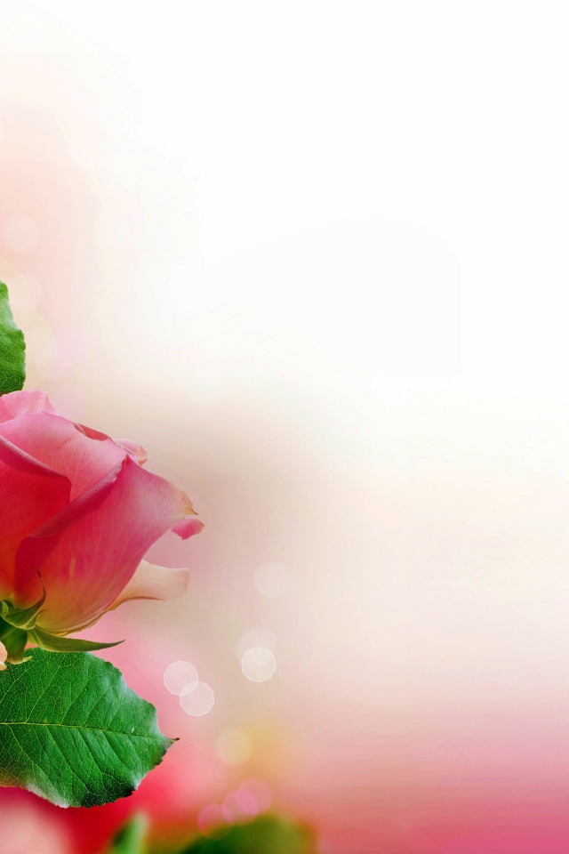 Три розовых розы, шаблон для открытки 