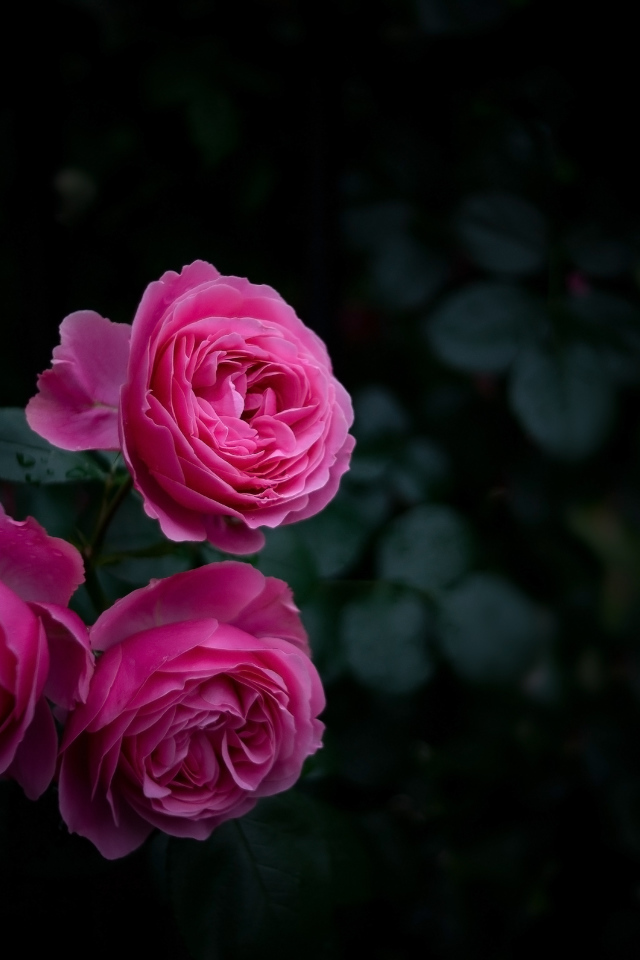 Три розовые розы на клумбе