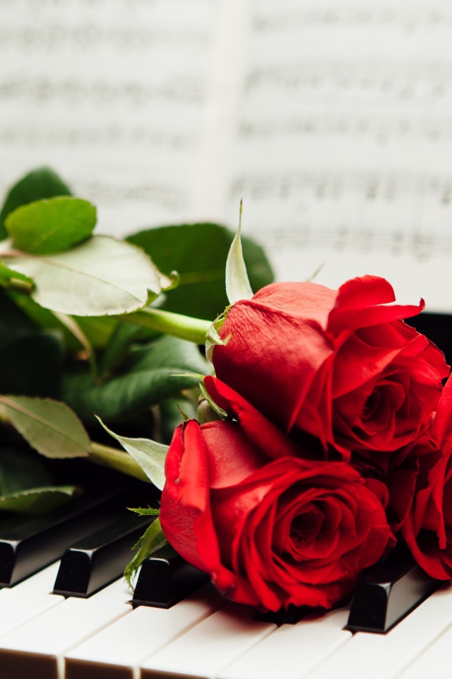 Три красные розы лежат на клавишах пианино с нотами