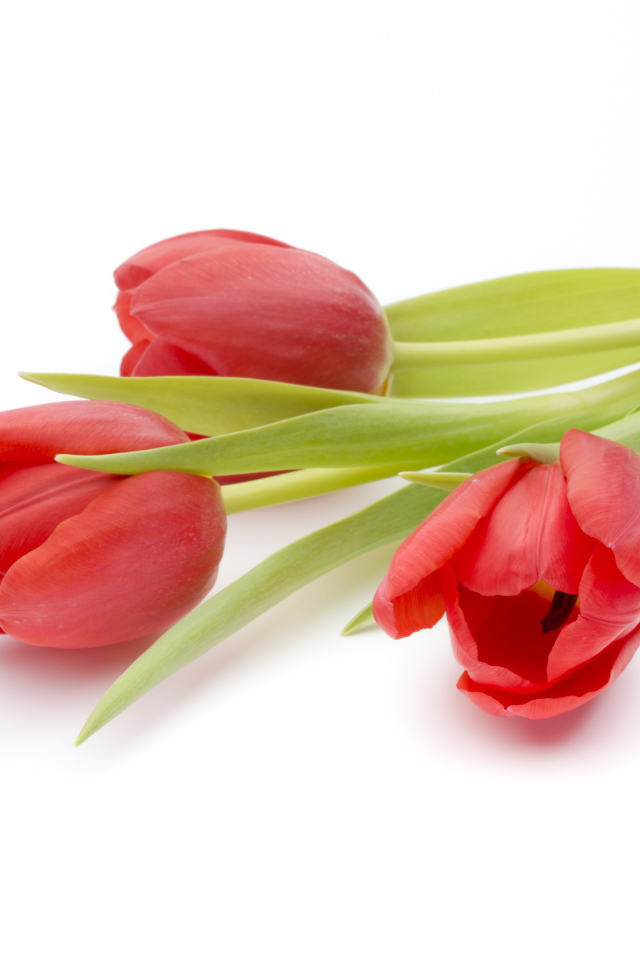 Три красных тюльпана на белом фоне