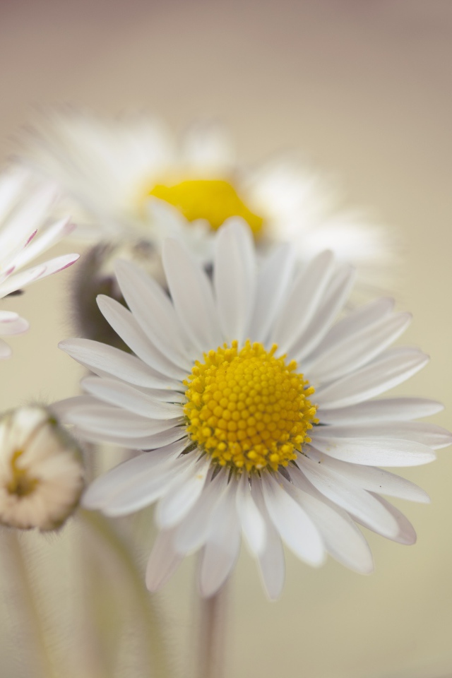 Три белые ромашки крупным планом