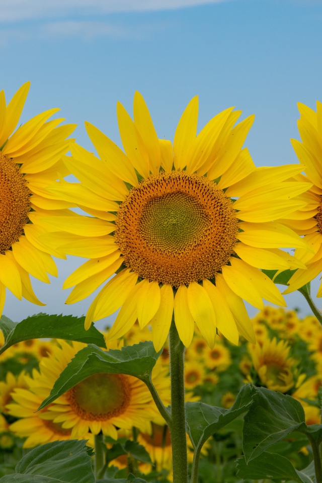 Три желтых цветущих подсолнуха под голубым небом крупным планом