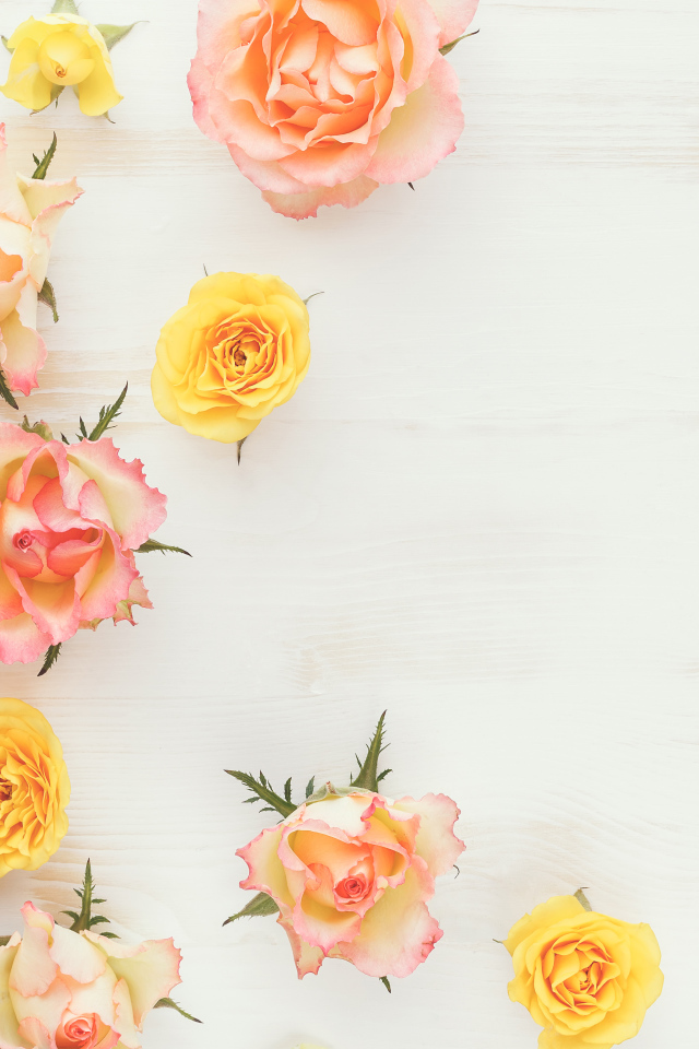 Сорванные цветы розовой и желтой розы на столе 