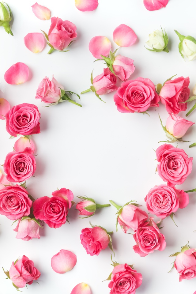 Сорванные белые и розовые розы с лепестками на сером фоне