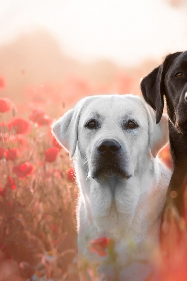 Два лабрадора в цветах красного полевого мака