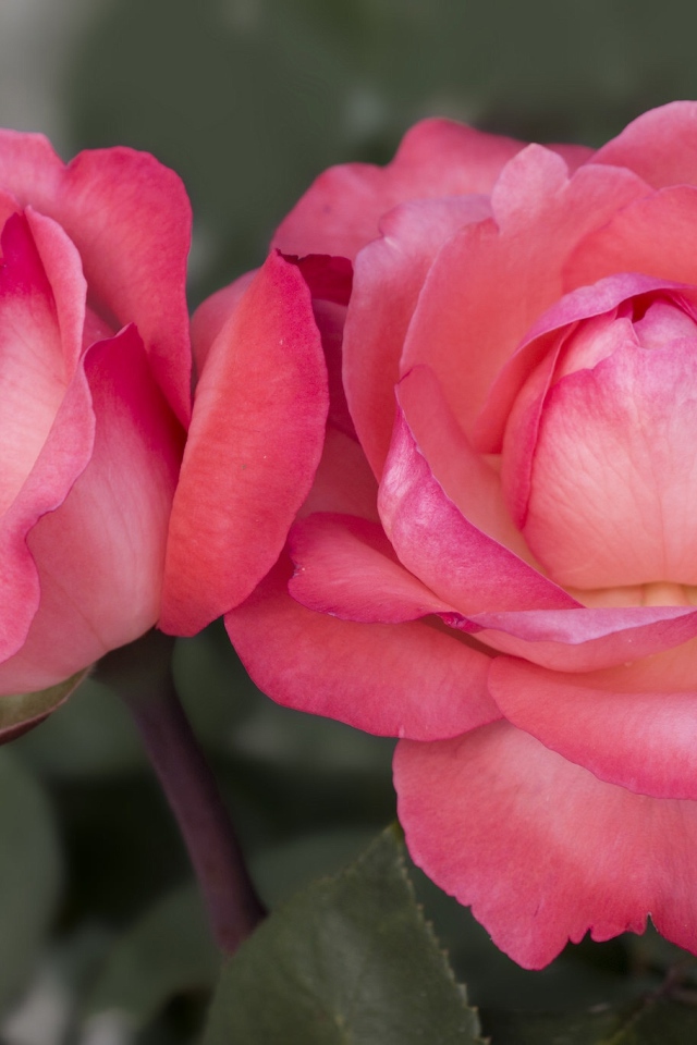 Две красивые пышные розовые розы вблизи 