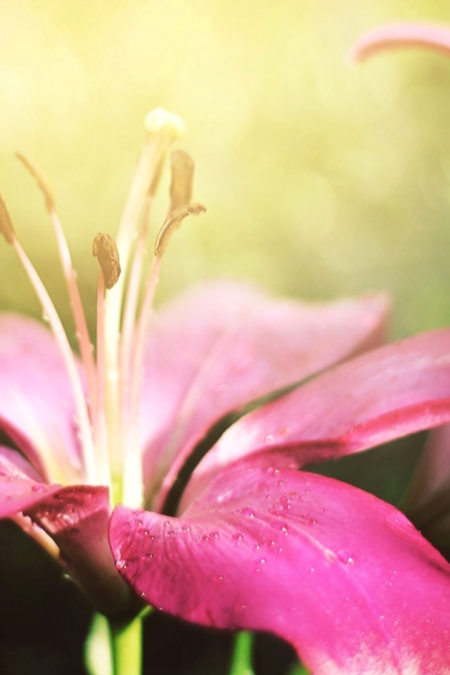 Две красивые розовые лилии 