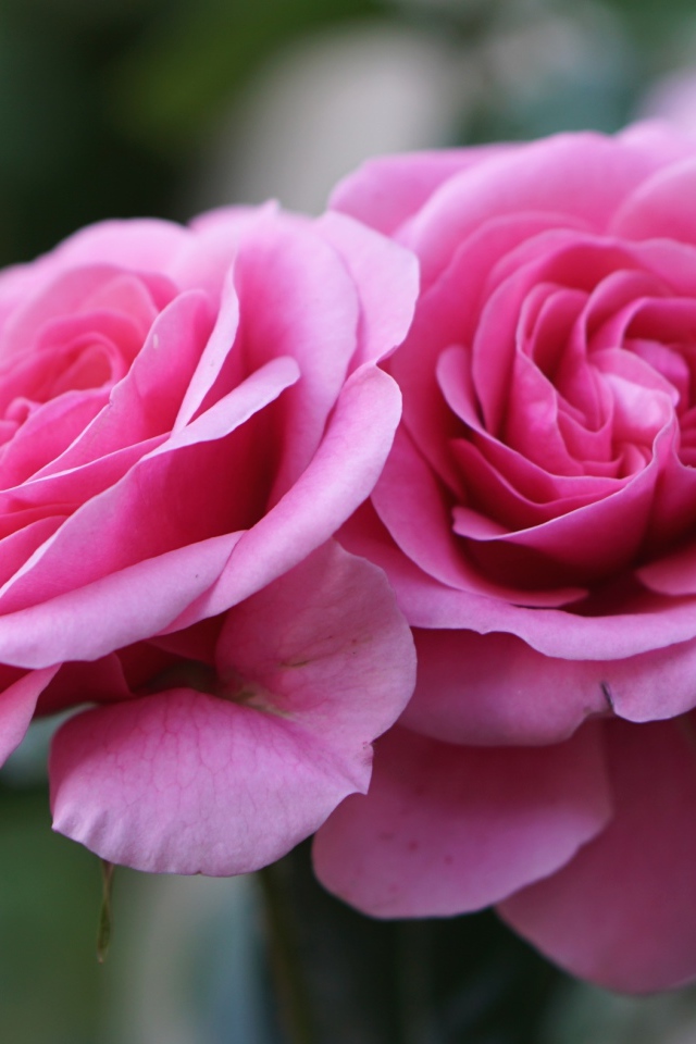 Две красивые розовые розы крупным планом