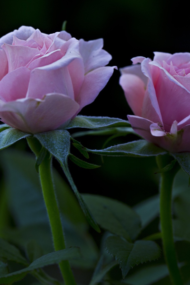 Две красивых розовых розы на клумбе