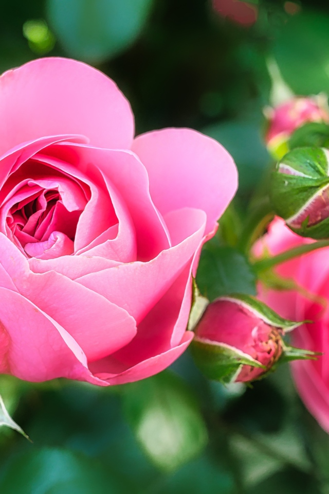 Две красивые розовые розы с бутонами