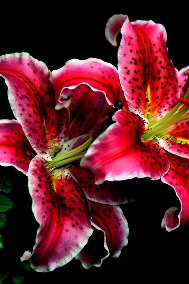 Две красивые тигровые лилии на черном фоне