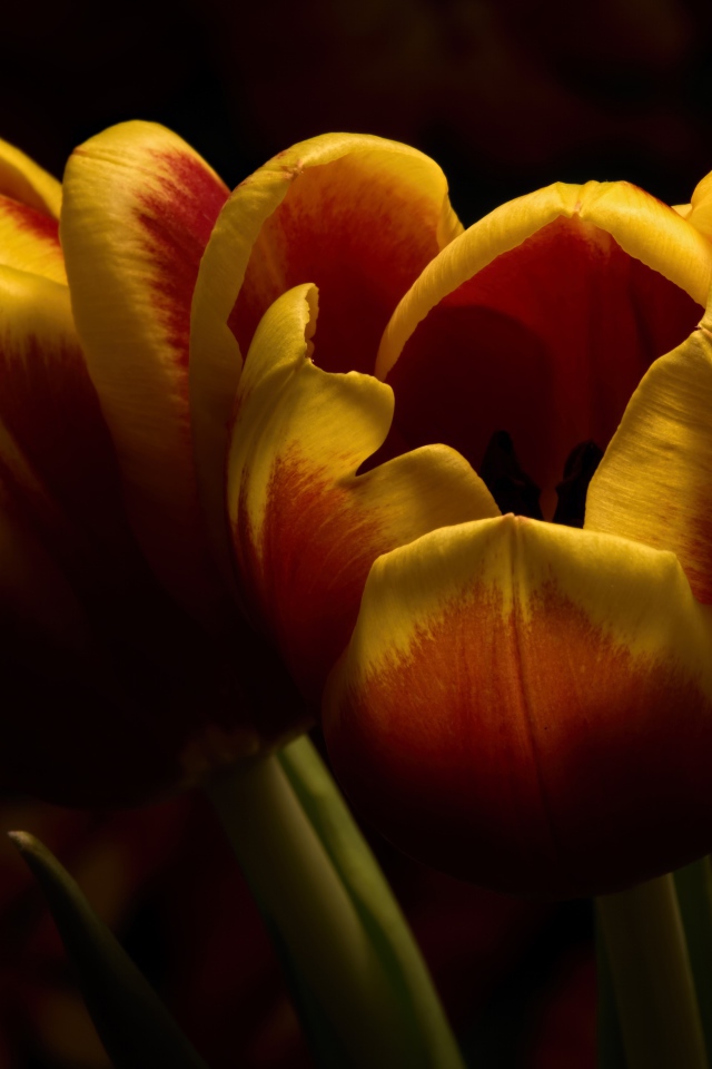 Два красивых тюльпана крупным планом