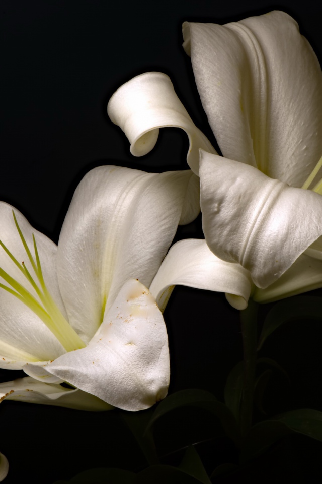 Две красивые белые лилии на черном фоне
