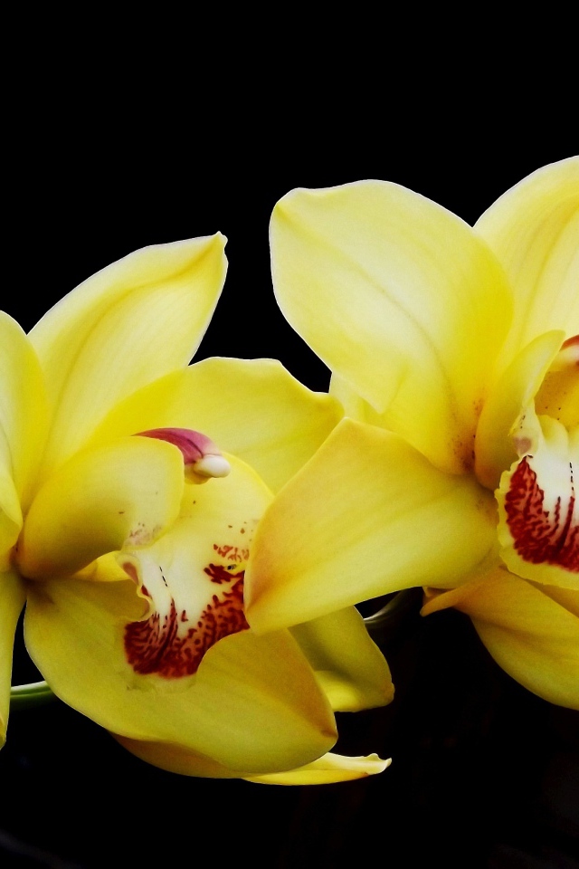 Два красивых желтых цветка орхидеи на черном фоне