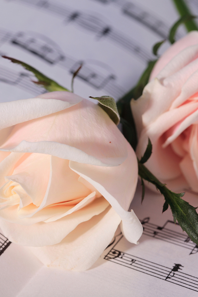 Две нежные розовые розы лежат на нотах 