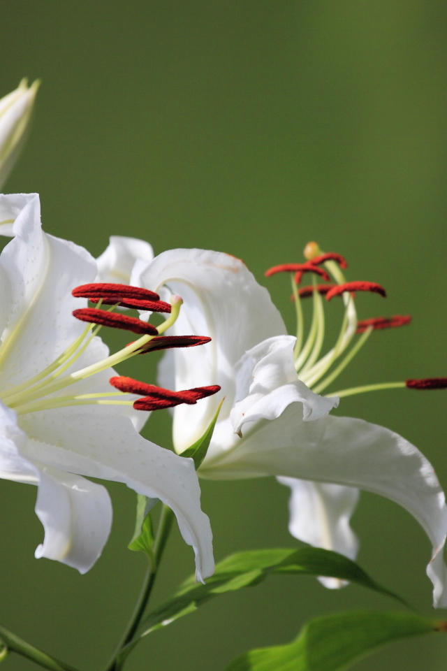 Две нежные белые лилии с бутоном