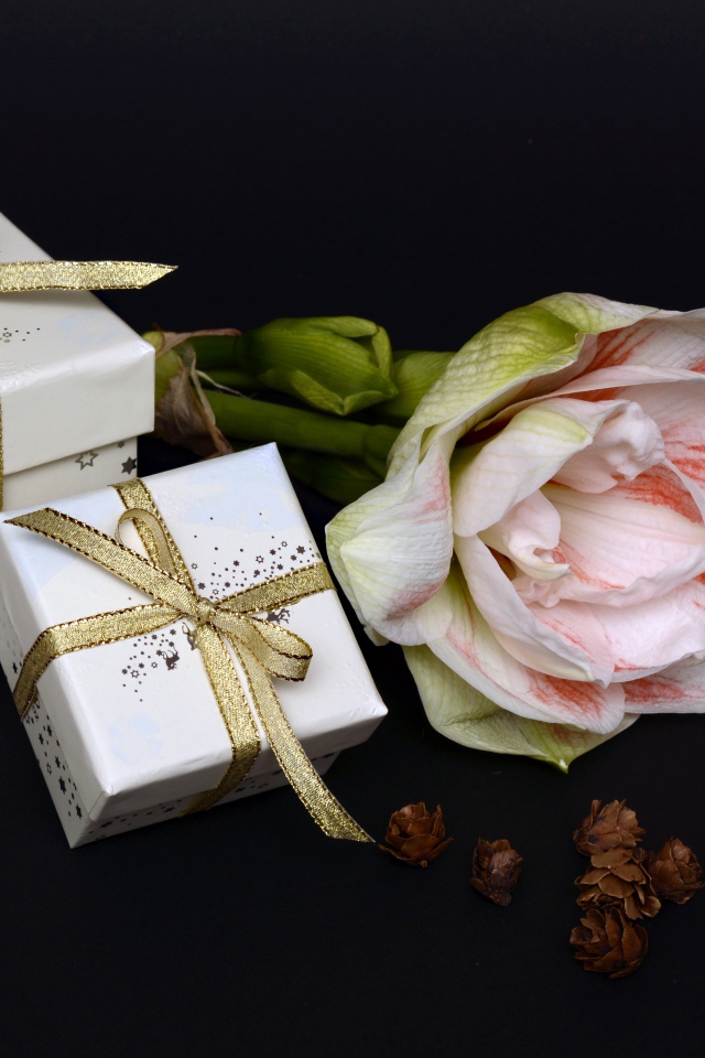 Два подарка и цветок амариллиса на черном фоне