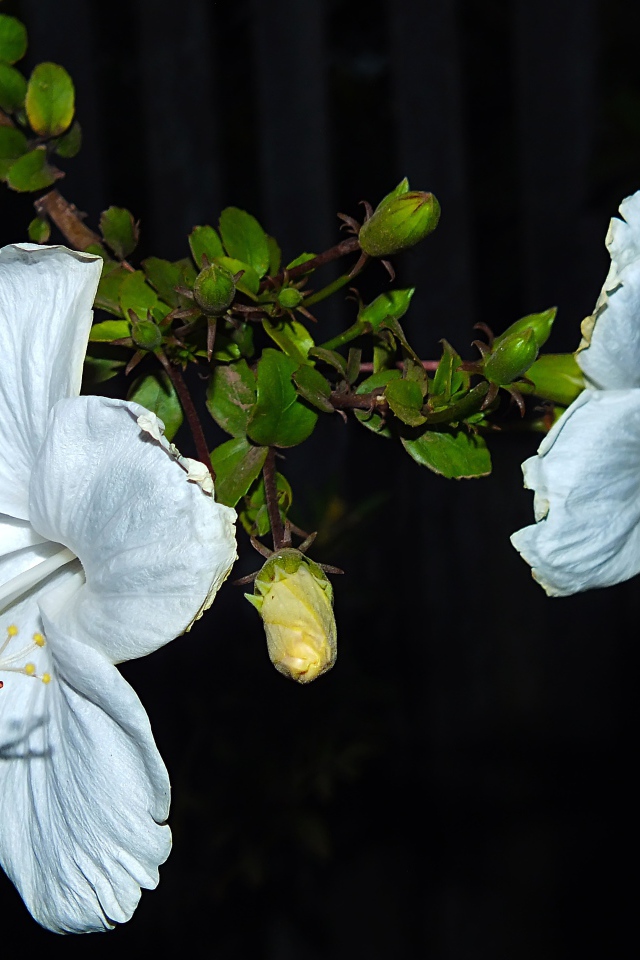 Два больших белых цветка гибискуса с бутонами