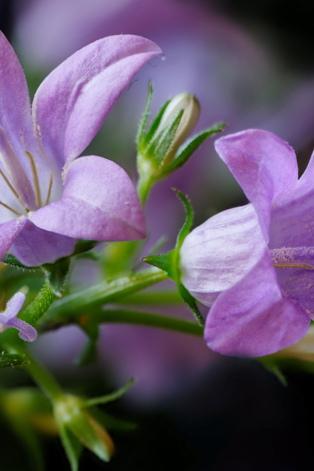 Два сиреневых колокольчика крупным планом