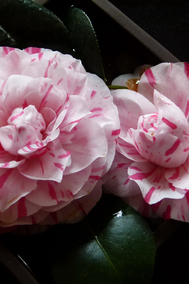 Два розовых цветка камелии крупным планом