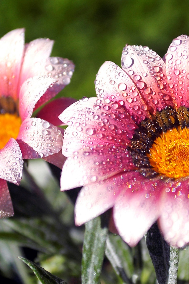 Два розовых цветка газании в каплях росы