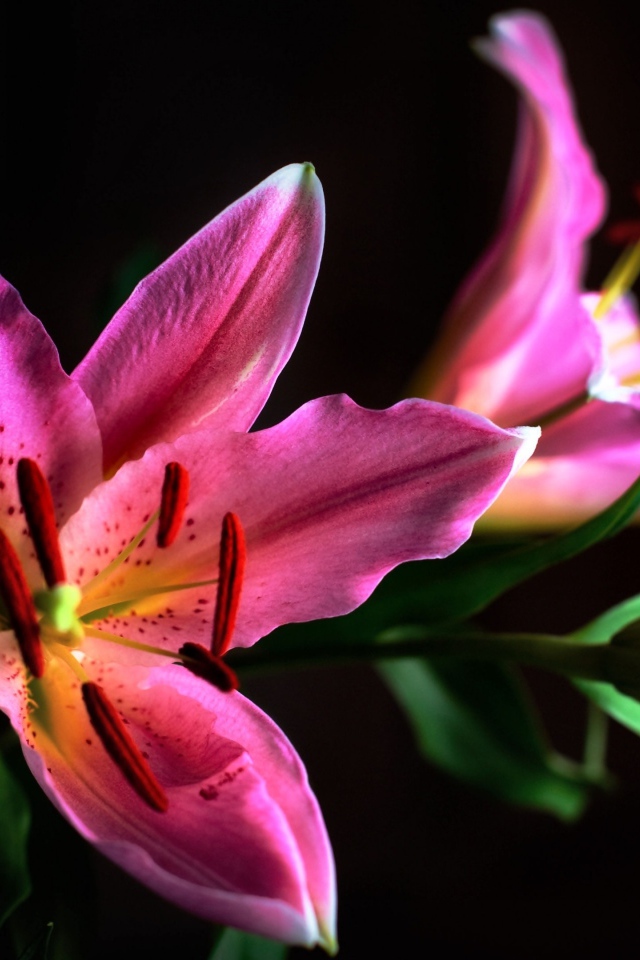 Две розовые лилии с бутоном на черном фоне