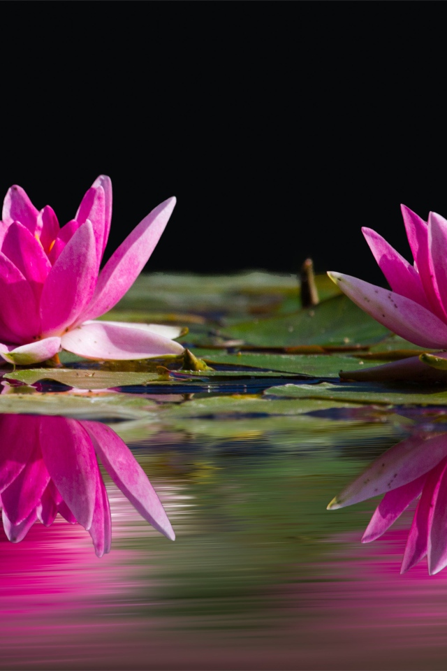 Два розовых цветка лотоса в воде 