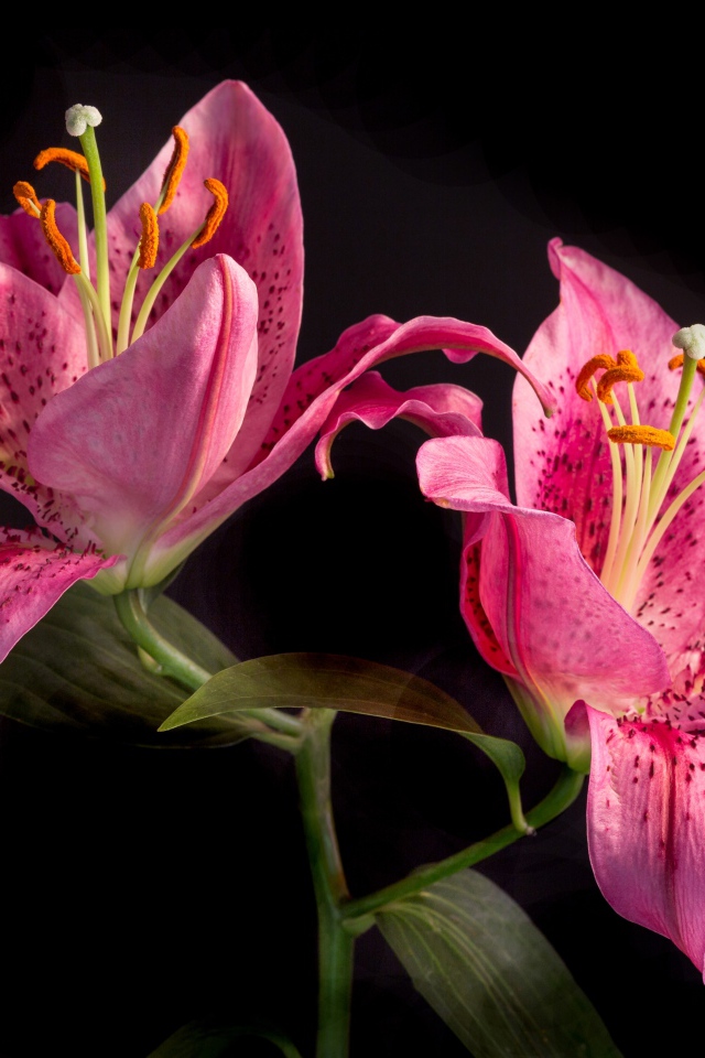 Две розовые тигровые лилии на черном фоне