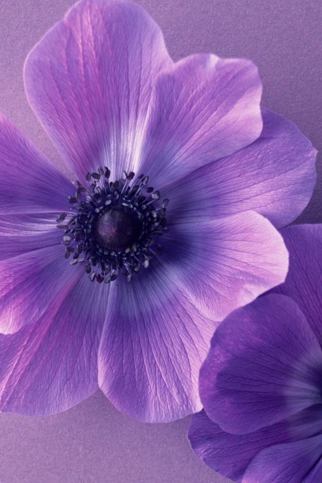 Два сиреневых цветка анемоны