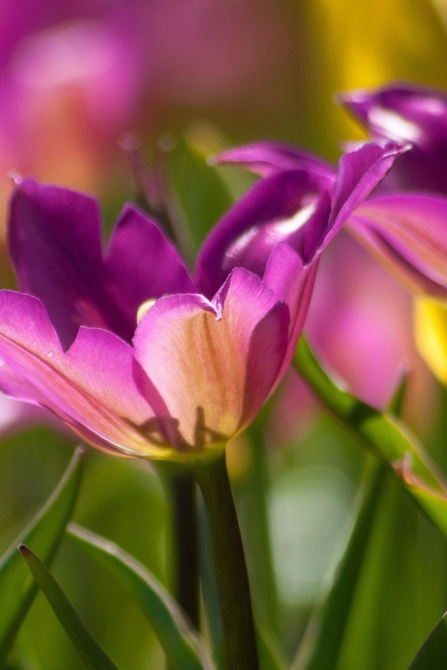 Два фиолетовых цветка тюльпана крупным планом