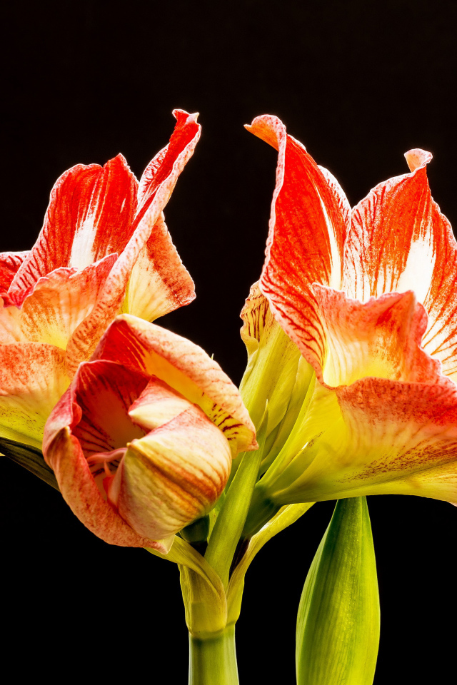 Два красных цветка амариллиса на черном фоне