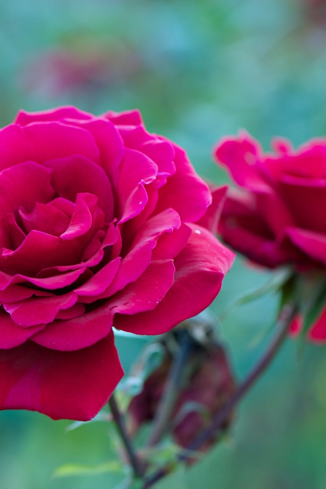 Две красные розы на клумбе крупным планом