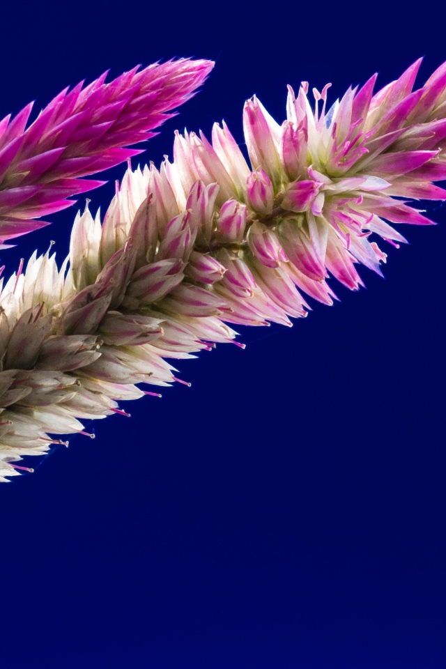 Два колоска на синем фоне