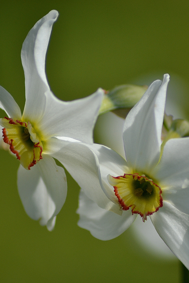 Два нежных белых нарцисса крупным планом