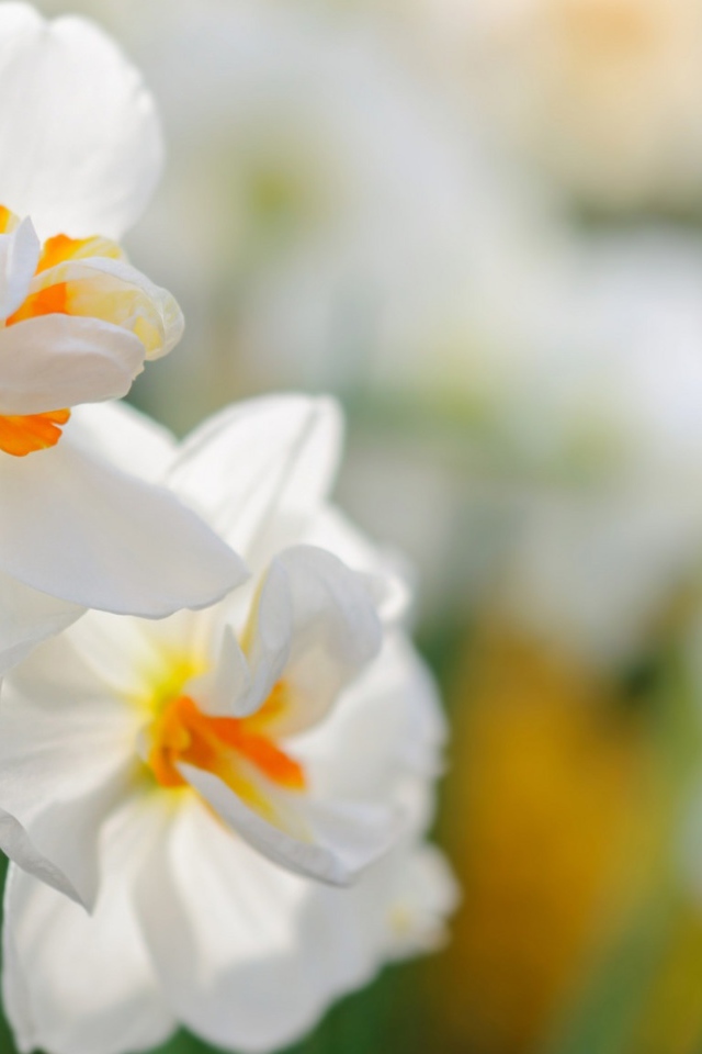 Два белых цветка нарцисса крупным планом