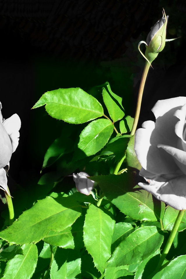 Две белые розы с бутонами в лучах солнца