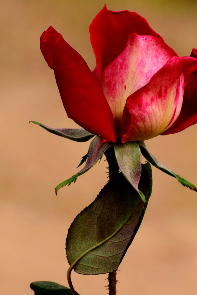 Нераспустившаяся красная роза