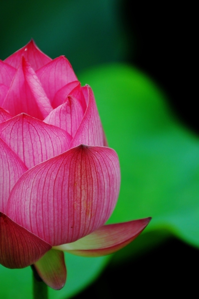 Нераспустившийся розовый цветок лотоса